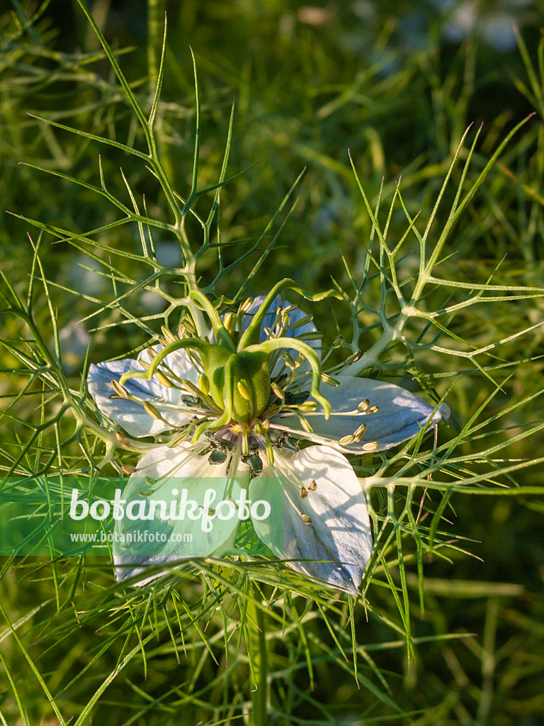 403071 - Jungfer im Grünen (Nigella damascena)