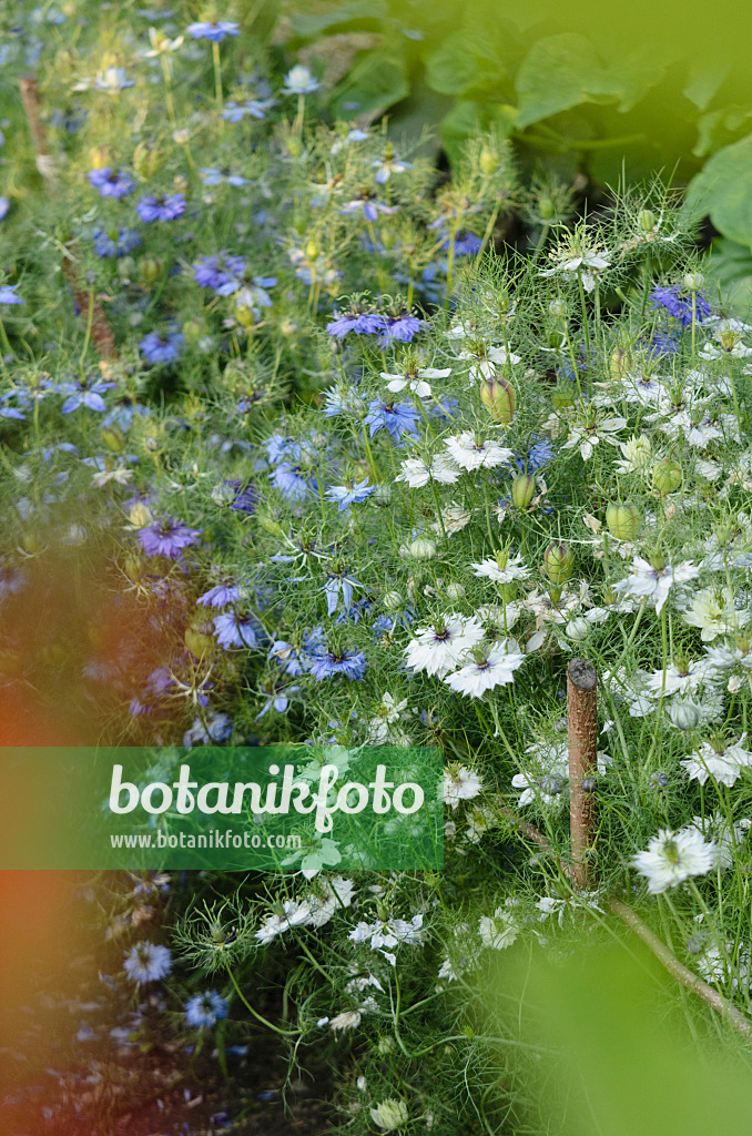 570123 - Jungfer im Grünen (Nigella damascena)