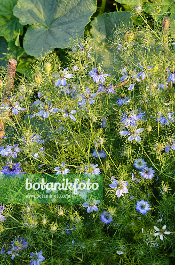 570124 - Jungfer im Grünen (Nigella damascena)