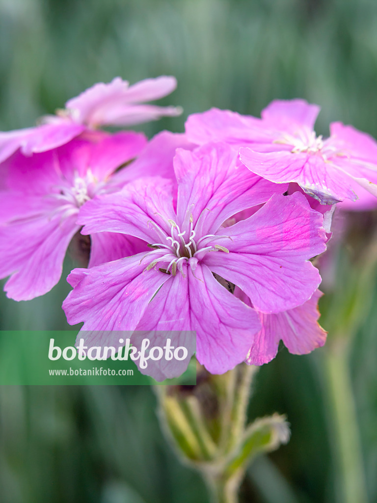 448061 - Jupiter-Lichtnelke (Lychnis flos-jovis syn. Silene flos-jovis)