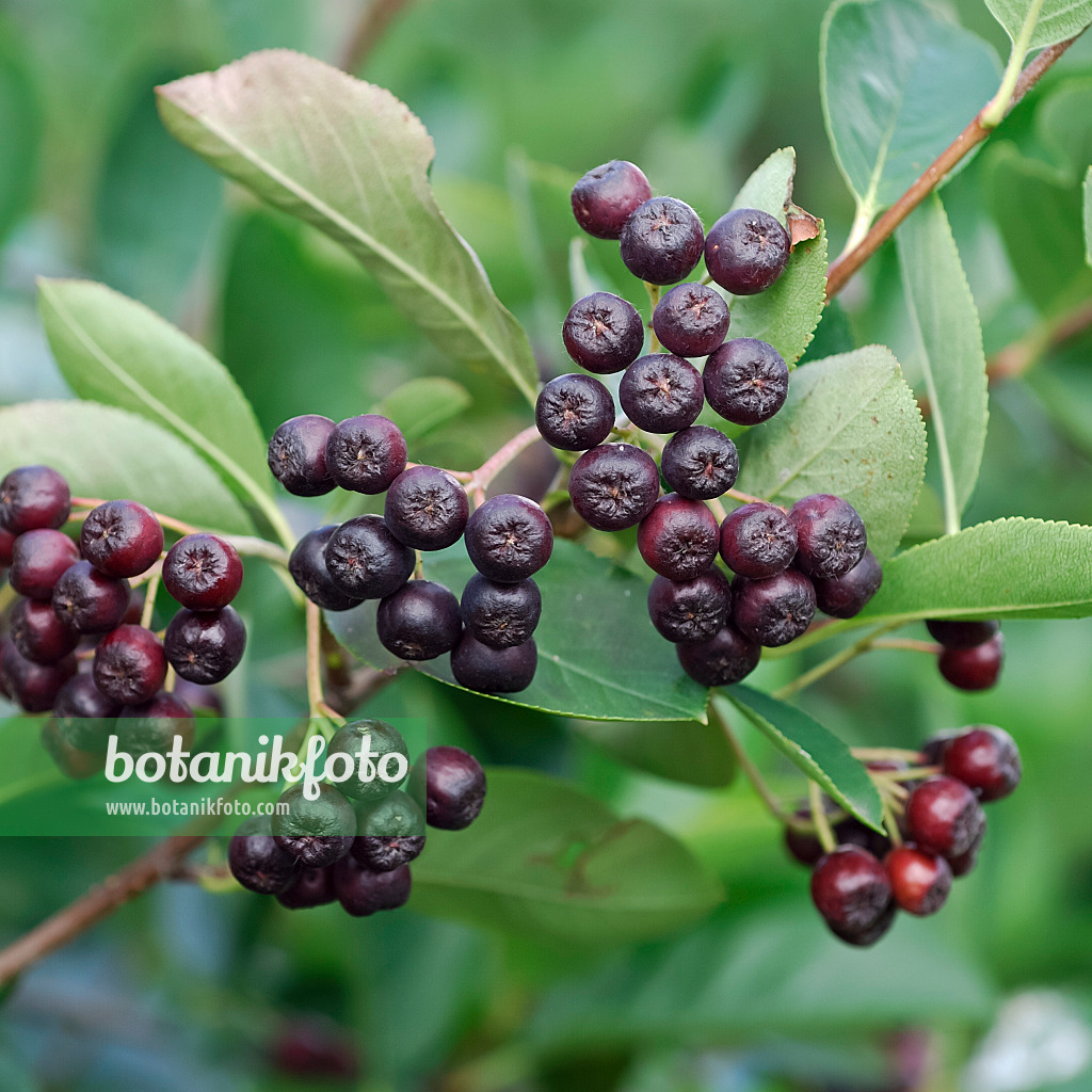 454005 - Kahle Apfelbeere (Aronia melanocarpa)