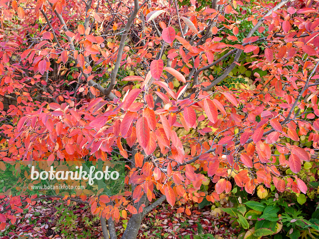 465132 - Kahle Felsenbirne (Amelanchier laevis)