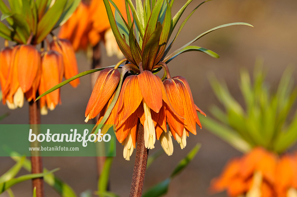 483194 - Kaiserkrone (Fritillaria imperialis)