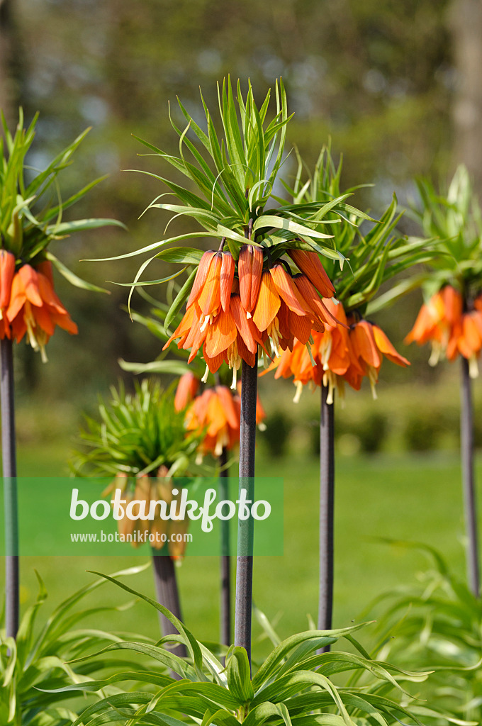 483216 - Kaiserkrone (Fritillaria imperialis)