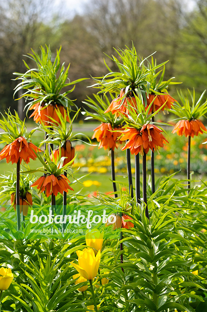 483221 - Kaiserkrone (Fritillaria imperialis)