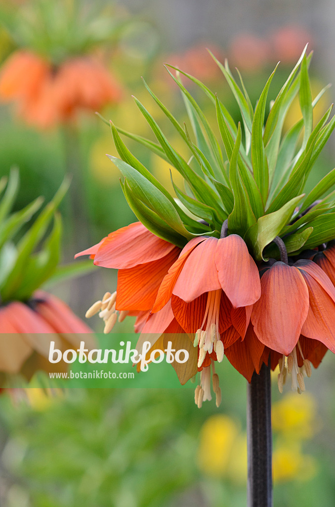 519178 - Kaiserkrone (Fritillaria imperialis)