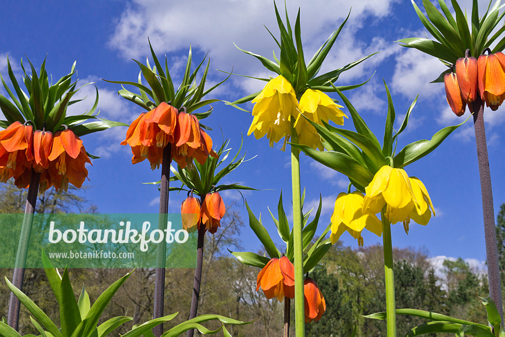 555122 - Kaiserkrone (Fritillaria imperialis 'Aurora')