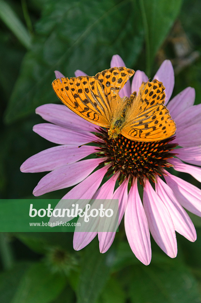 498309 - Kaisermantel (Argynnis paphia) und Sonnenhut (Echinacea purpurea)