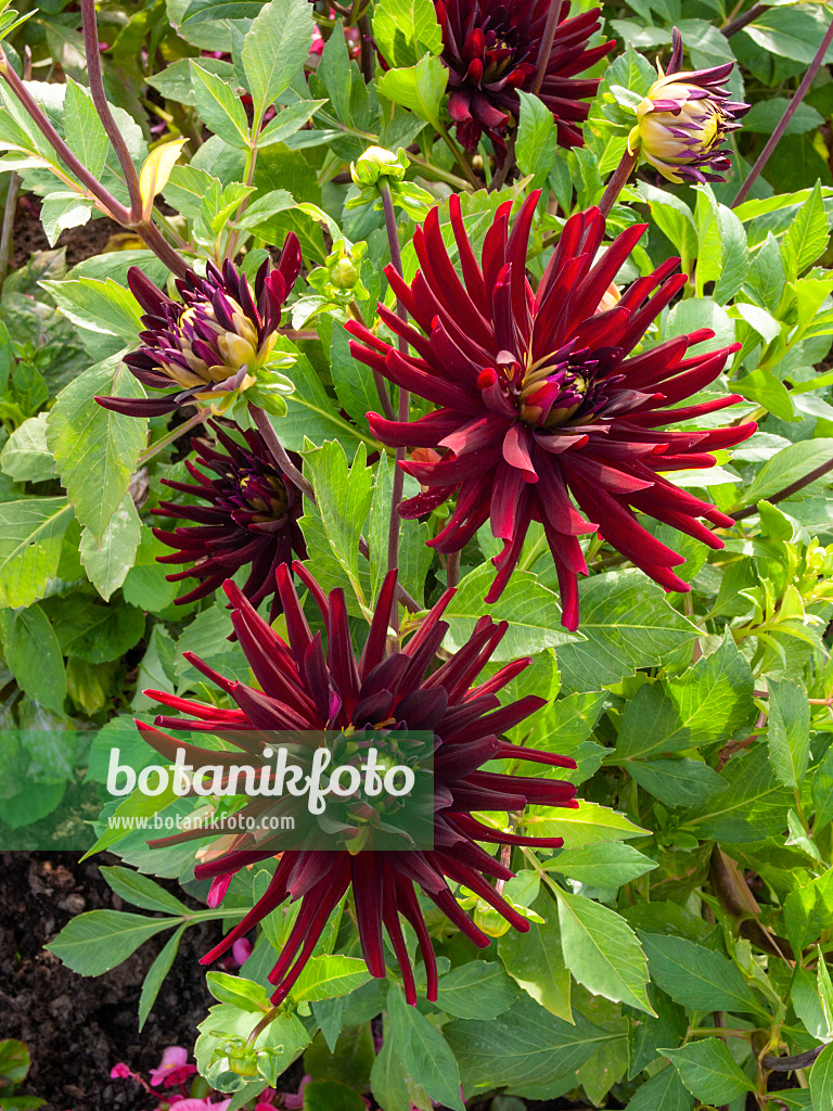 405009 - Kaktusdahlie (Dahlia Chat Noir)