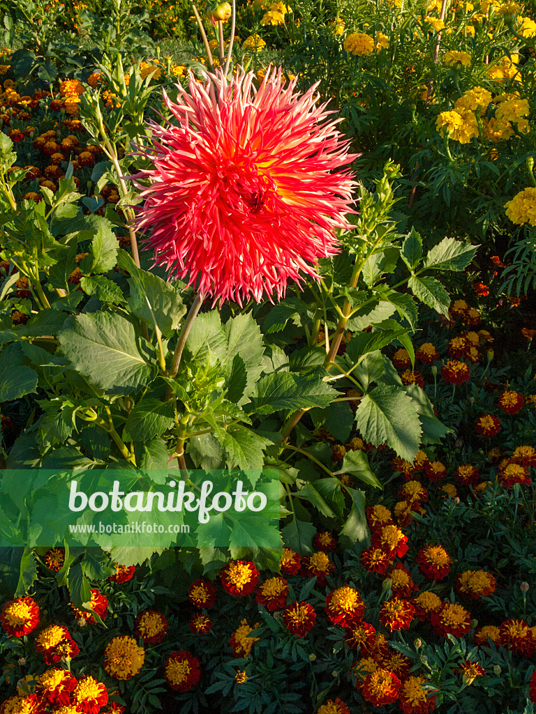 404056 - Kaktusdahlie (Dahlia Karen) und Studentenblume (Tagetes)