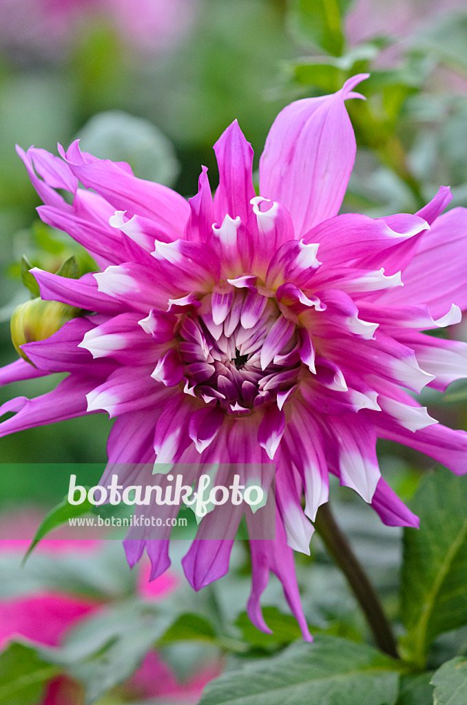 548051 - Kaktusdahlie (Dahlia Palmengarten Frankfurt)