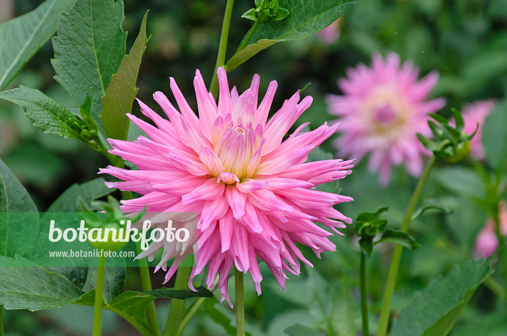 487152 - Kaktusdahlie (Dahlia Pink Pastelle)