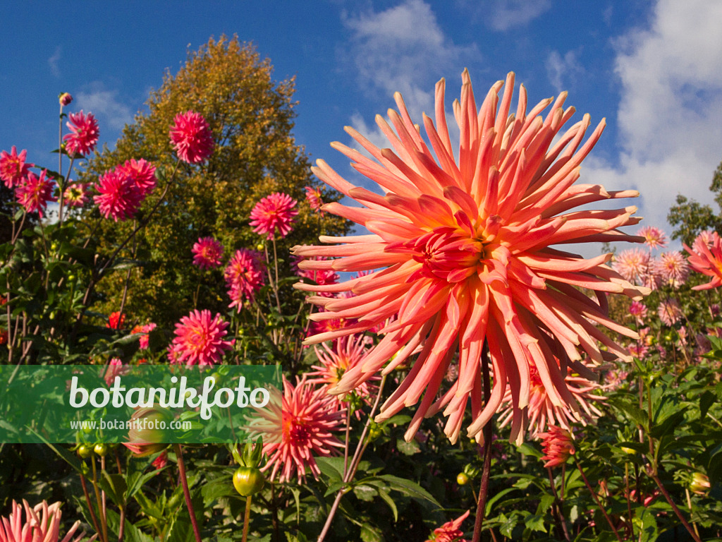 418059 - Kaktusdahlie (Dahlia Sanssouci)