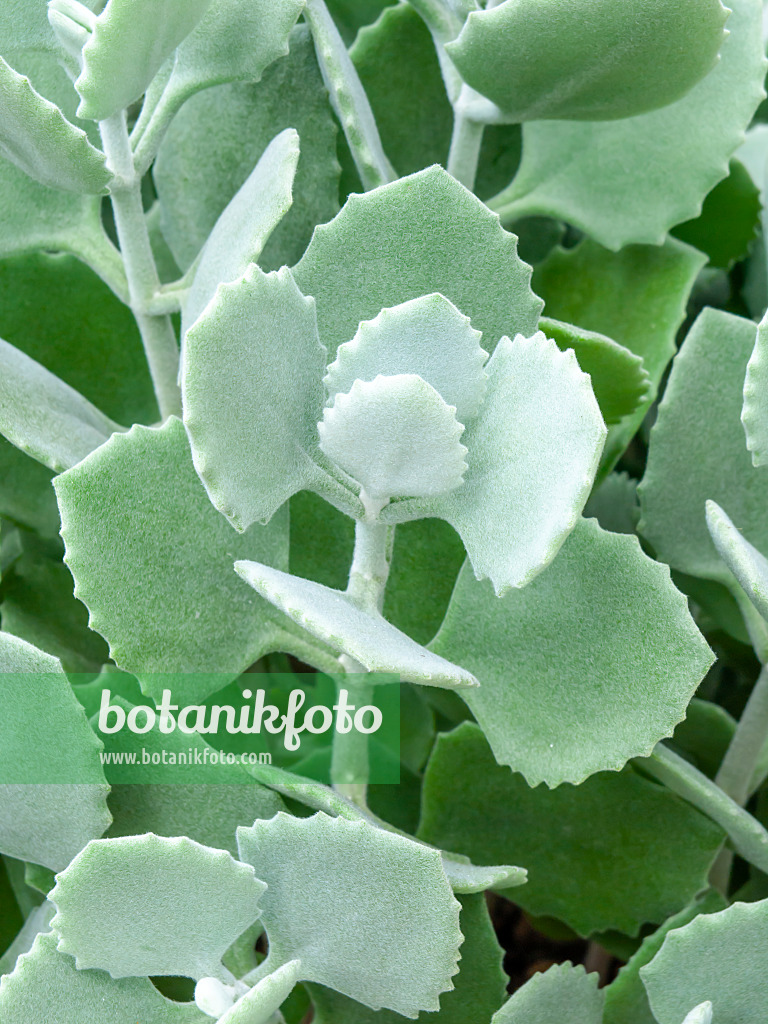 463100 - Kalanchoe millotii