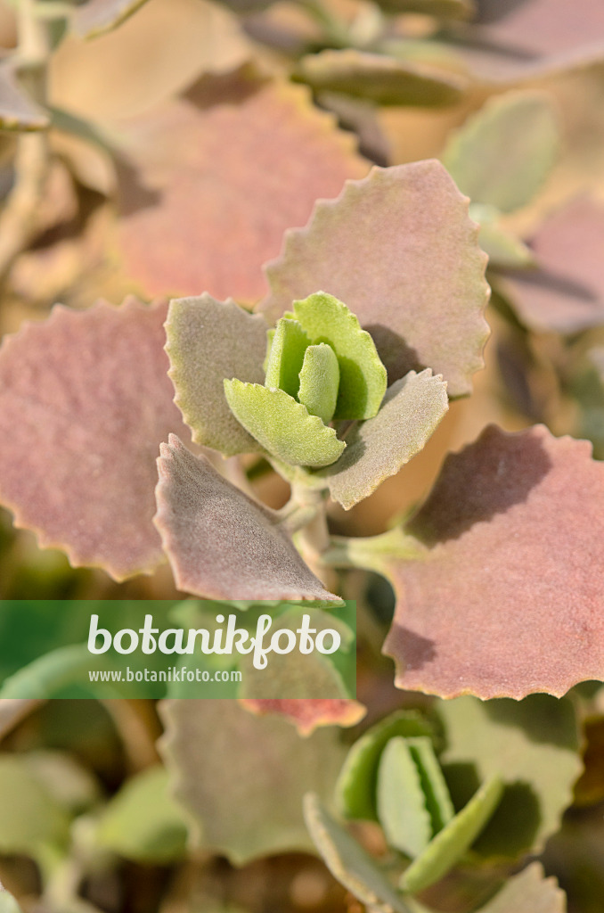 519112 - Kalanchoe millotii