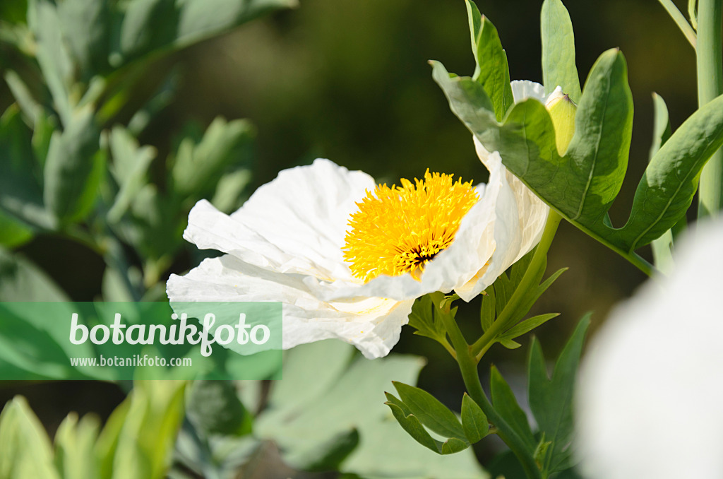 500103 - Kalifornischer Baummohn (Romneya coulteri)