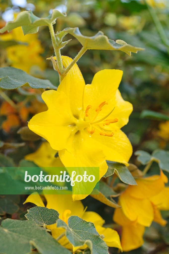 473215 - Kalifornischer Flanellstrauch (Fremontodendron californicum)