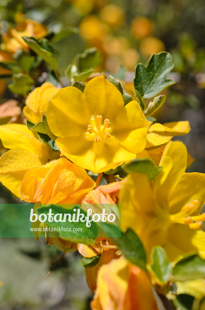 508437 - Kalifornischer Flanellstrauch (Fremontodendron californicum)