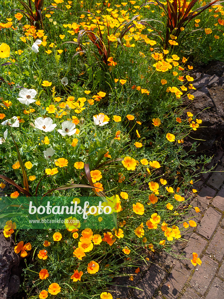 427165 - Kalifornischer Mohn (Eschscholzia californica)