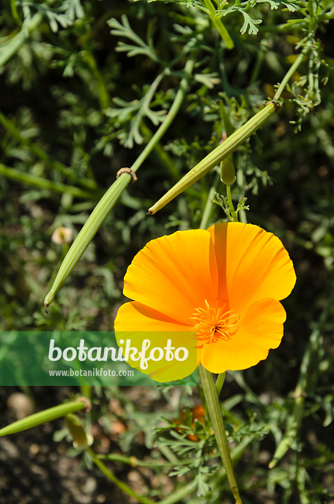 498037 - Kalifornischer Mohn (Eschscholzia californica)