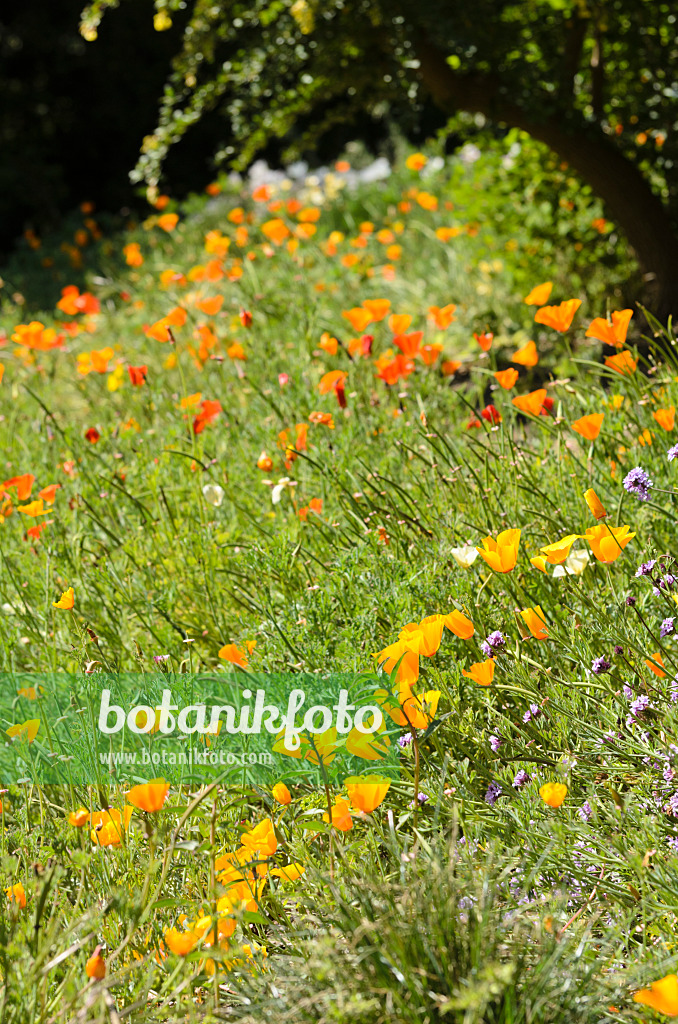 508413 - Kalifornischer Mohn (Eschscholzia californica)