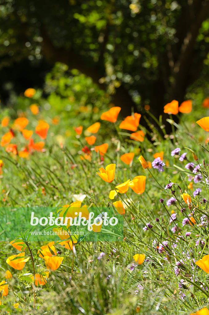 508414 - Kalifornischer Mohn (Eschscholzia californica)