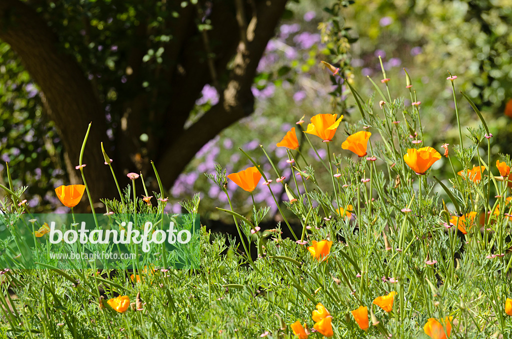 508416 - Kalifornischer Mohn (Eschscholzia californica)