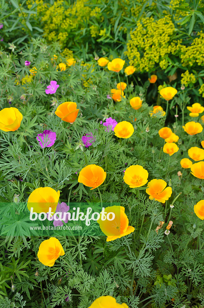 508536 - Kalifornischer Mohn (Eschscholzia californica) und Storchschnabel (Geranium)