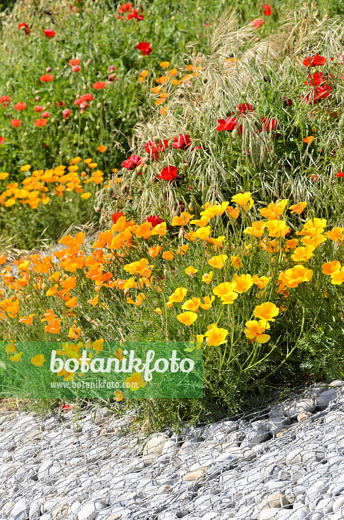 533240 - Kalifornischer Mohn (Eschscholzia californica) und Marienkäfermohn (Papaver commutatum)