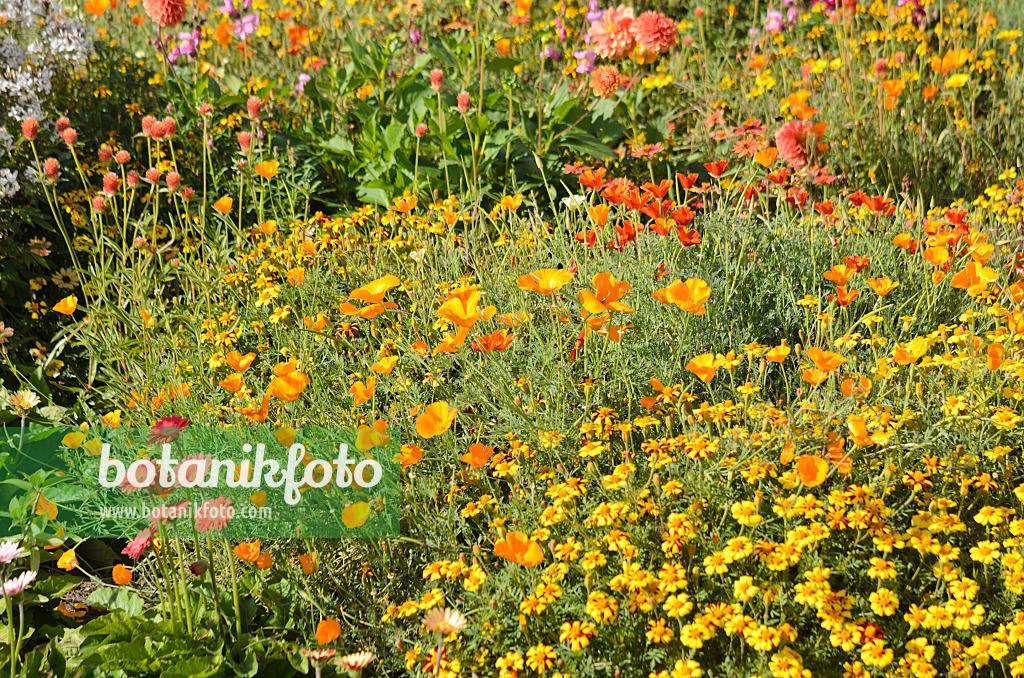 548156 - Kalifornischer Mohn (Eschscholzia californica) und Studentenblume (Tagetes)