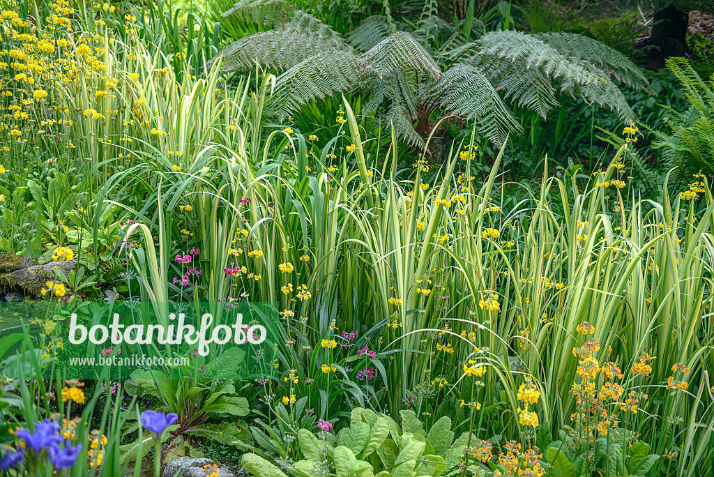 575005 - Kalmus (Acorus calamus 'Variegatus')