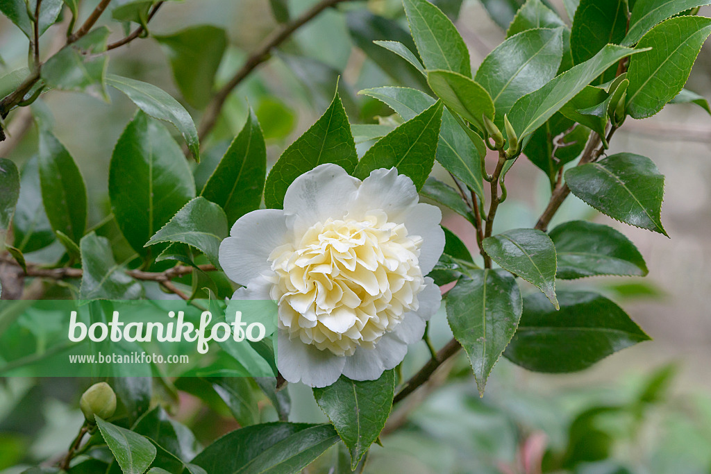 558044 - Kamelie (Camellia japonica 'Brushfield's Yellow')