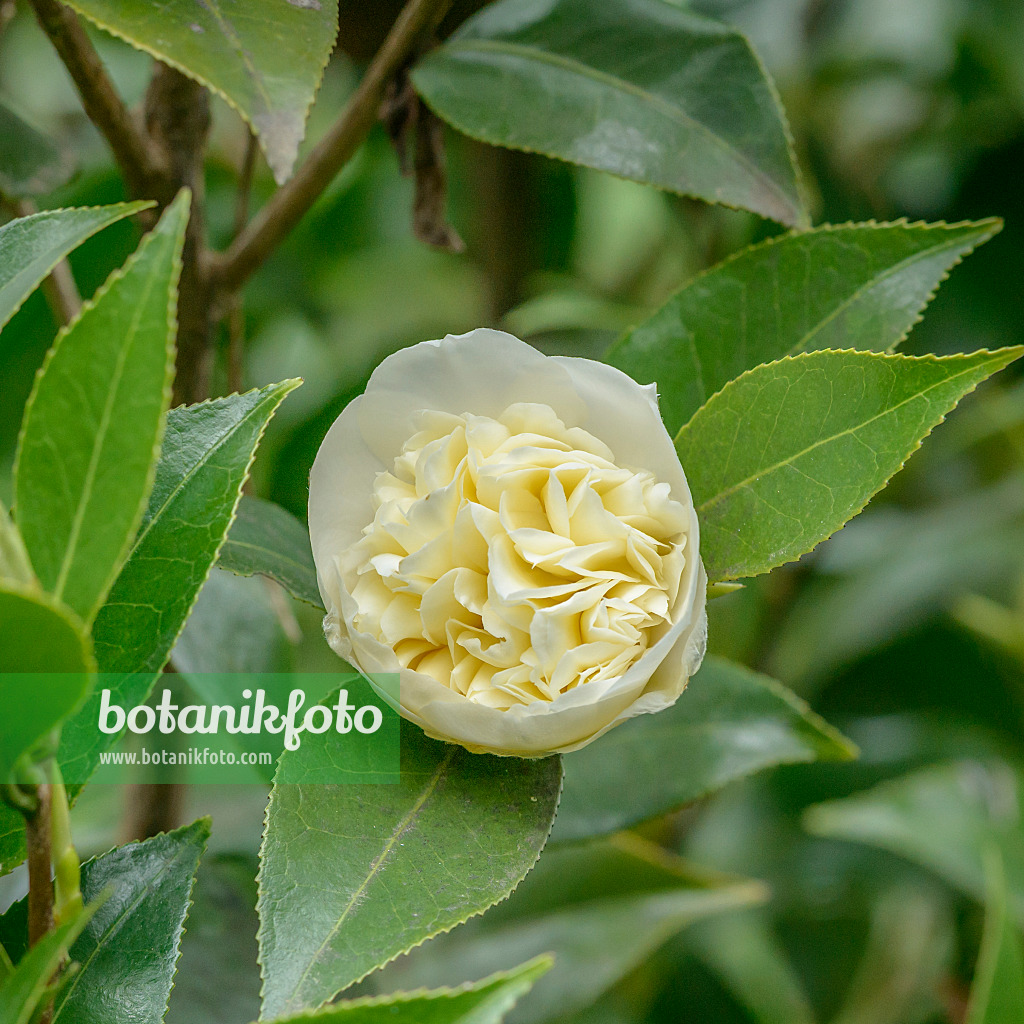 558045 - Kamelie (Camellia japonica 'Brushfield's Yellow')