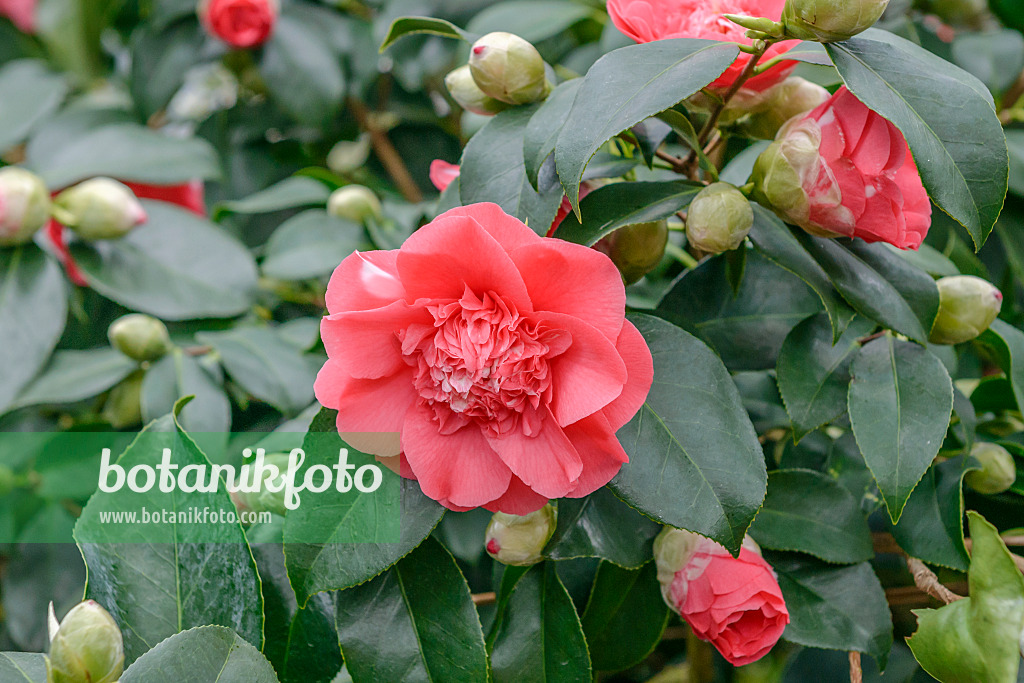 558046 - Kamelie (Camellia japonica 'Chandleri Elegans')