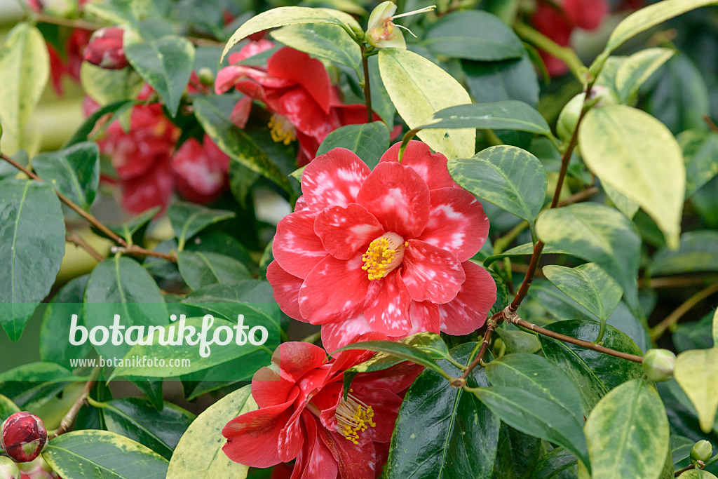 558049 - Kamelie (Camellia japonica 'Donckelarii')