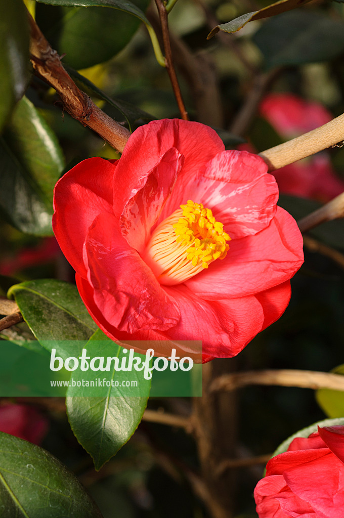 481053 - Kamelie (Camellia japonica 'Drama Girl')