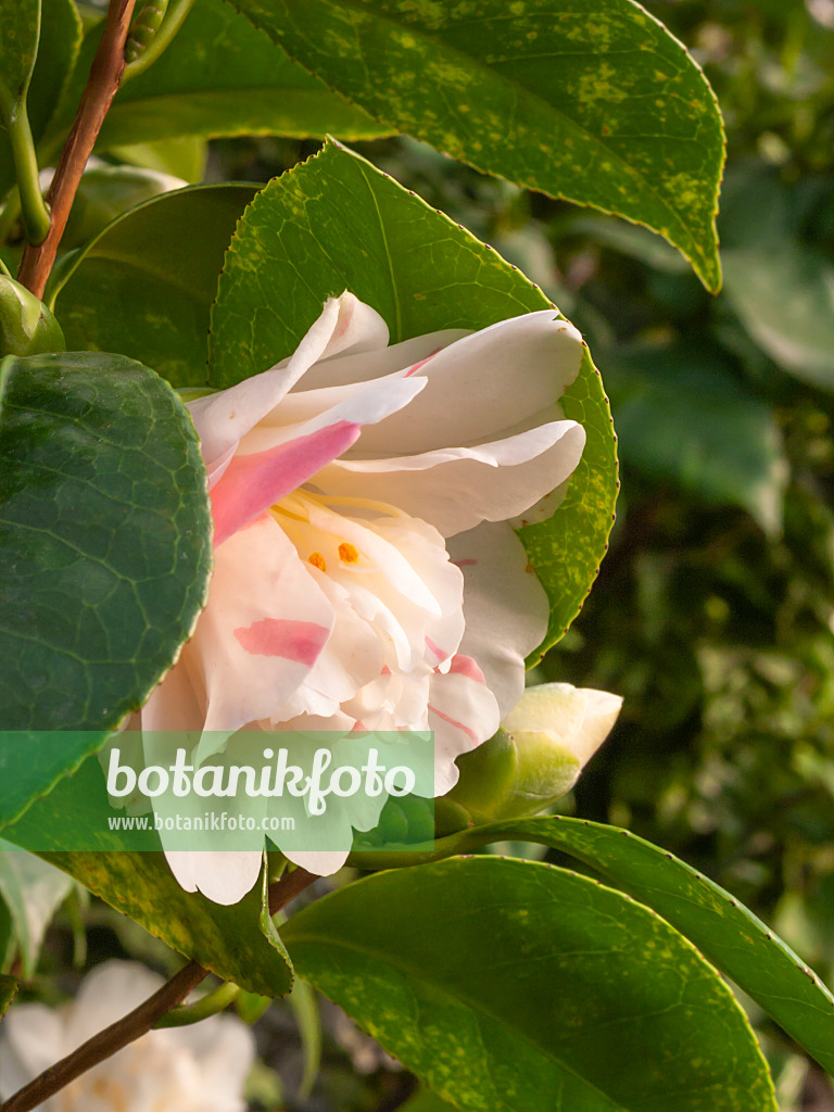 409007 - Kamelie (Camellia japonica 'Maria Morren')