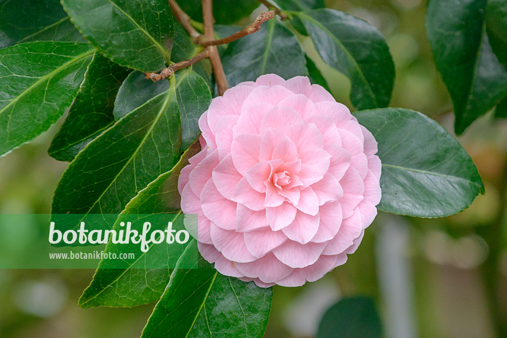 558050 - Kamelie (Camellia japonica 'Otome' syn. Camellia japonica 'Frau Minna Seidel')