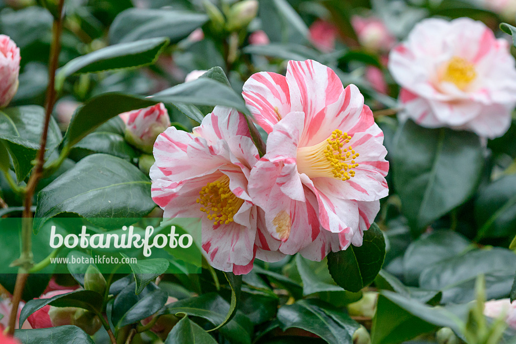 558057 - Kamelie (Camellia japonica 'Tricolor')