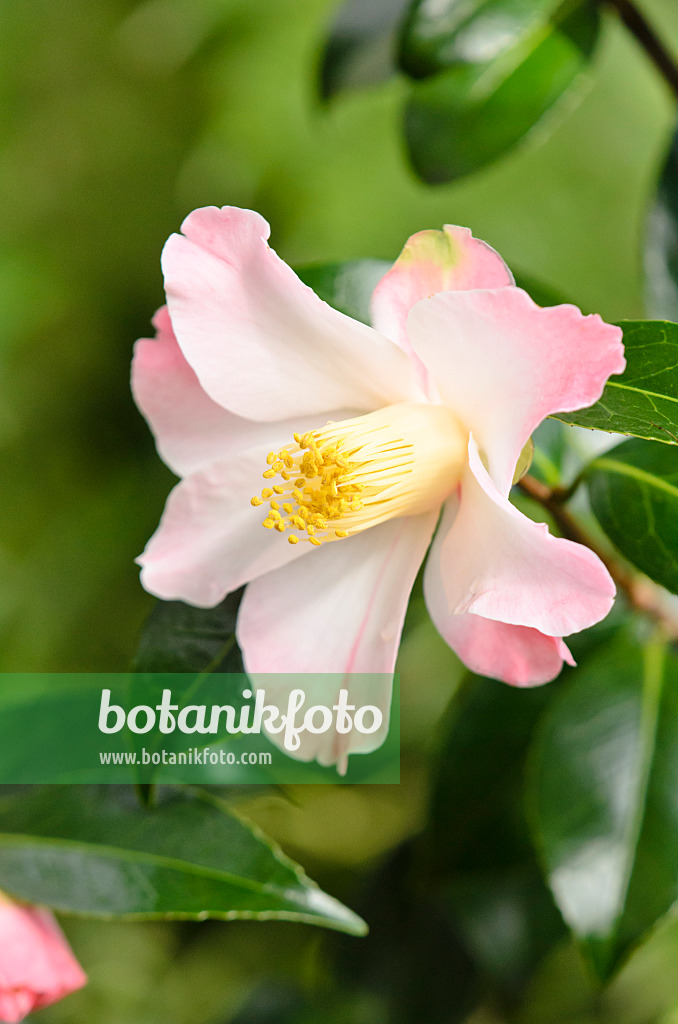 553083 - Kamelie (Camellia x williamsii 'Cupcake')