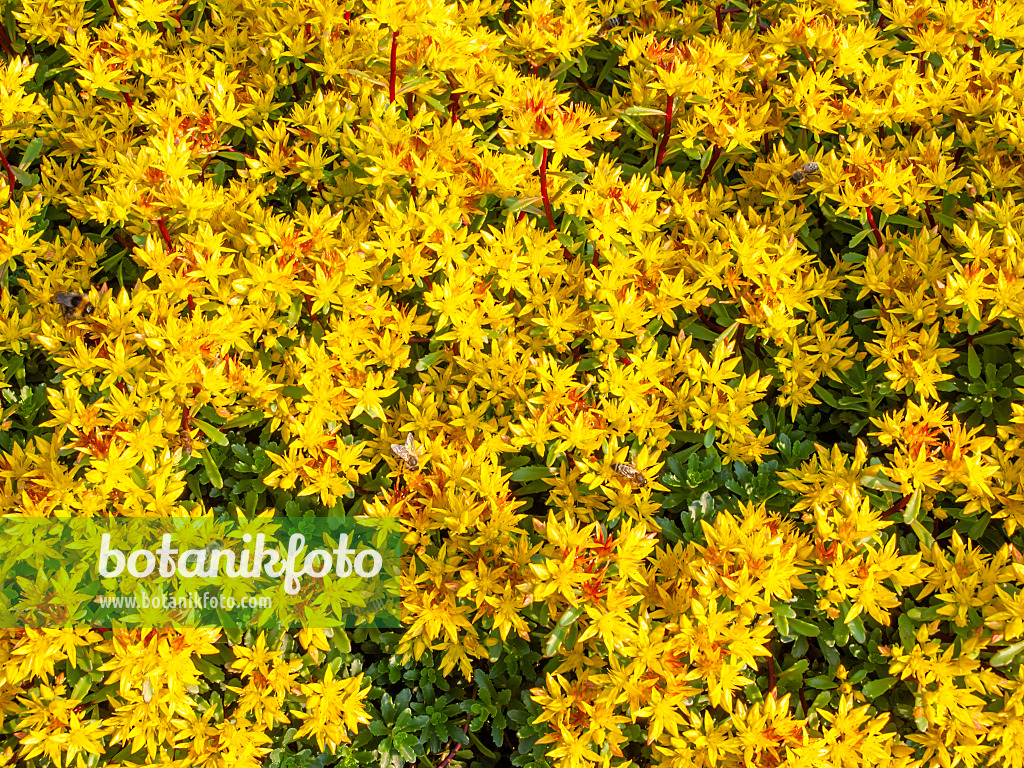 426134 - Kamtschatka-Fetthenne (Sedum kamtschaticum var. floriferum 'Weihenstephaner Gold' syn. Phedimus kamtschaticus var. floriferum 'Weihenstephaner Gold')