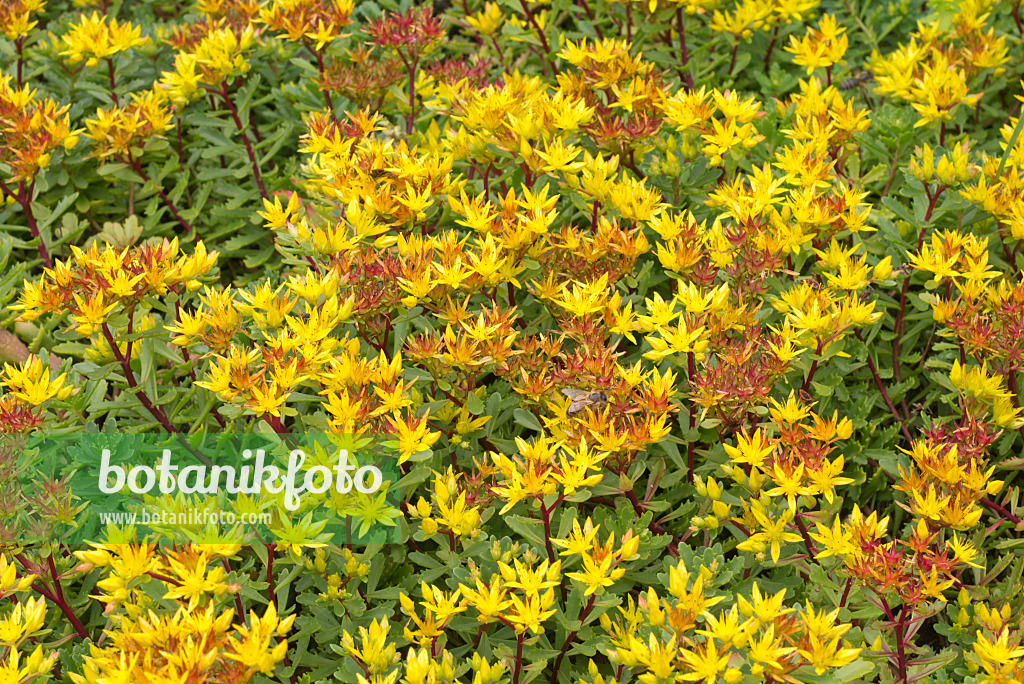 573070 - Kamtschatka-Fetthenne (Sedum kamtschaticum var. floriferum 'Weihenstephaner Gold' syn. Phedimus kamtschaticus var. floriferum 'Weihenstephaner Gold')