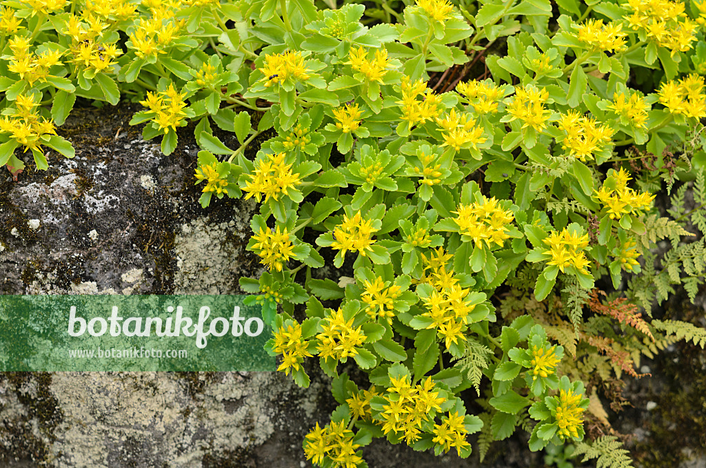 521172 - Kamtschatka-Fetthenne (Sedum kamtschaticum syn. Phedimus kamtschaticus)