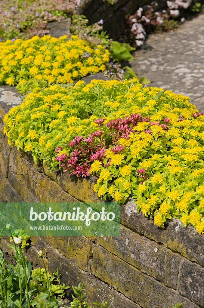 522003 - Kamtschatka-Fetthenne (Sedum kamtschaticum syn. Phedimus kamtschaticus)