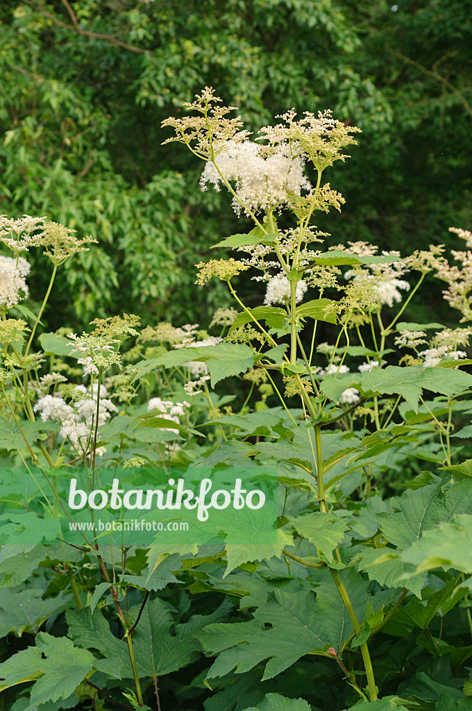 485107 - Kamtschatka-Mädesüß (Filipendula kamtschatica)