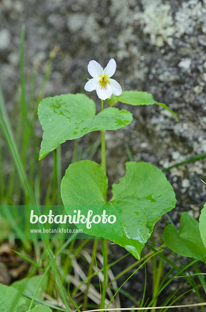 508361 - Kanada-Veilchen (Viola canadensis var. scopulorum)