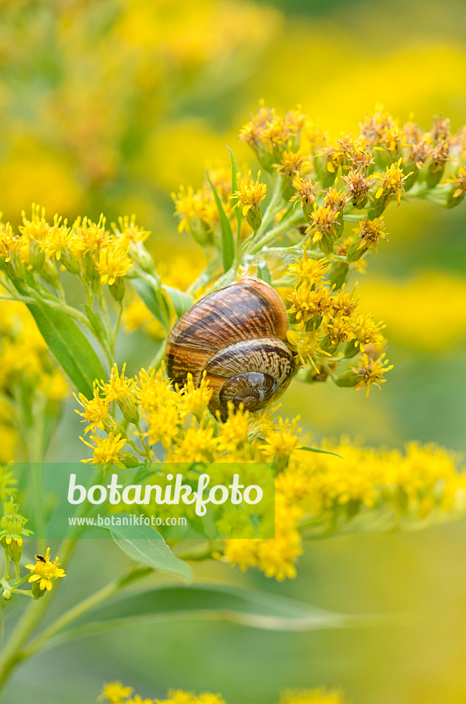 536152 - Kanadische Goldrute (Solidago canadensis) und Gartenbänderschnecke (Cepaea hortensis)