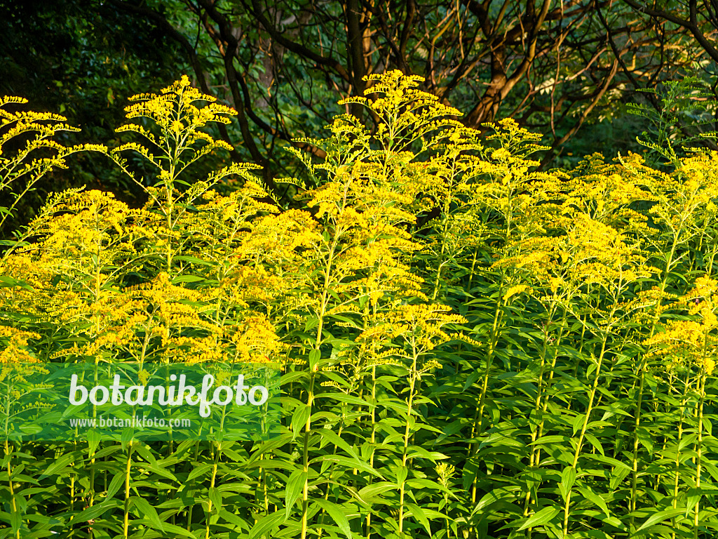 439392 - Kanadische Goldrute (Solidago canadensis var. scabra)