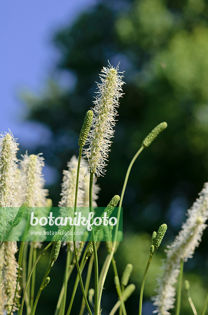 534442 - Kanadischer Wiesenknopf (Sanguisorba canadensis)