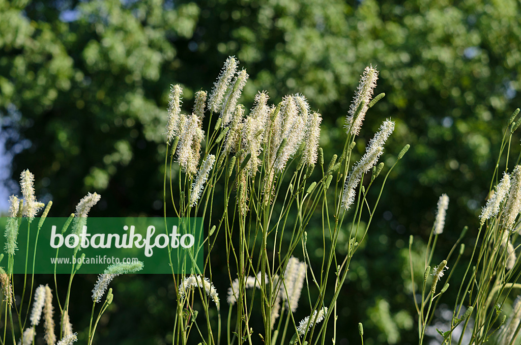 534443 - Kanadischer Wiesenknopf (Sanguisorba canadensis)